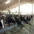 새삼목장 이미지