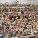 인수다육 이미지