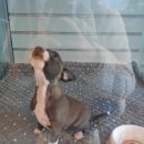 퍼피앤유 이미지