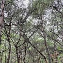 대전둘레산길(4구간) 이미지