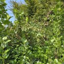 아산호로 이미지