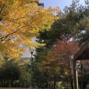 죠스떡볶이유곡점 이미지