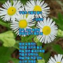 구절초 가을귀 열다/민병주 이미지