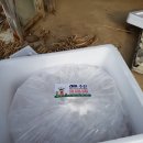 접실 경로당 | 믿고 먹는 태안래아수산에서 산, 대하, 간재미와, 전라도청년 가리비 내돈내산 후기 입니다.