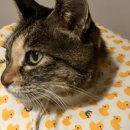 맥동물병원 이미지