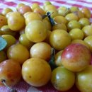 미라벨 (MIRABELLE) 이미지