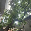 호수여인숙 | 스테이110, 대추나무 사랑걸렸네~~~~ 복도 행운도 같이 걸려라!!