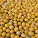 황금과일 이미지