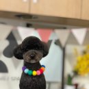 트리멍마마 이미지