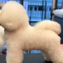 미라클 독 이미지