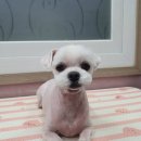 The dog 애견미용샵 이미지