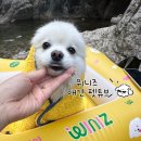 더 펫 애견샾 | 강아지보다 보호자가 더 신난 위니즈펫 애견 펫튜브 물놀이 후기🐶💦
