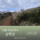 서구-01-10 | 부산 승학산 등산코스 10월 억새 후기 초보자 추천