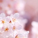 스마트폰활용과 사진촬영 이미지