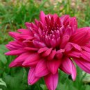 하도 로운이네 이미지