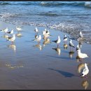 부산갈매기 이미지