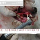 분당중앙동물병원 이미지