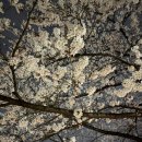 충훈2교 | 충훈2교 야간 벚꽃구경 후기(26/04/03)