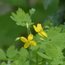 애기똥풀 이미지