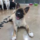 동수사랑 동물병원 이미지