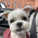 솔펫 애견미용놀이터 이미지