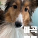 마곡나무 동물병원 이미지