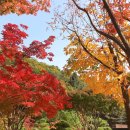 비고리조트 16 | 화담숲 예약 단풍 절정 시기 모노레일 구간별 팁 총정리 (작년 10월 22일 단풍 후기)