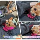 퍼피포레스트 이미지