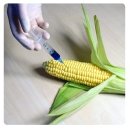 GMO 그 뒤에 감춰진 진실 이미지