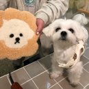 스튜디오시시