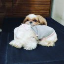 아랑동물병원 이미지