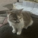 (주)불랙스톤리조트 | &lt;신혼여행&gt; 발리🌴 4일차-길리 / 알마릭리조트,폭우 에카자야,잘리키친,야시장