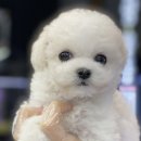 야옹아멍멍해봐(원성점) 이미지