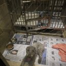 메이저 애견훈련학교 이미지