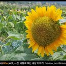 해바라기까페