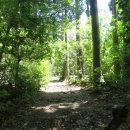 한라산둘레길 동백길 이미지