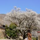 선암사매표소_매표소 | 전남 여행지 추천 순천 선암사 선암매 홍매화 예뻐