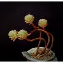 로즈아씨 이미지