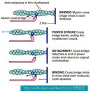 MOLECULAR BASIS OF SKELETAL MUSCLE CONTRACTION 이미지