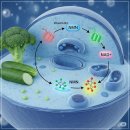 포리코리아(FOLEE Korea) | 포리쥬NMNㅣ피세틴과 시너지 효과, 효능, 부작용 완벽 비교 분석