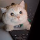 개이쁨 | 쿼드쎄라 펄샷 내돈내산 후기(ft.이쁨주의)