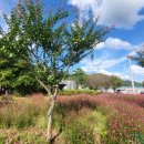 칠곡면신포숲 이미지