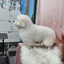 댕댕이,봄 | 이바우펫 분당점 댕댕이들 봄 맞이 미용 후기♥