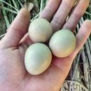 푸른알 영농조합법인 이미지