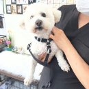 개멋지개 | 오산 애견미용 개멋지개 | 비숑 목욕 후기