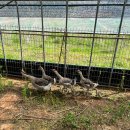 고창행복농장 이미지