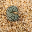 스테이너와 이미지