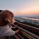 구포무장애숲길 주차장 화장실 | 강아지 산책 짧은 쉬운 등산로 추천 갈맷길 구포무장애숲길