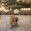 발리애견호텔 이미지