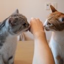 차암동물병원 이미지